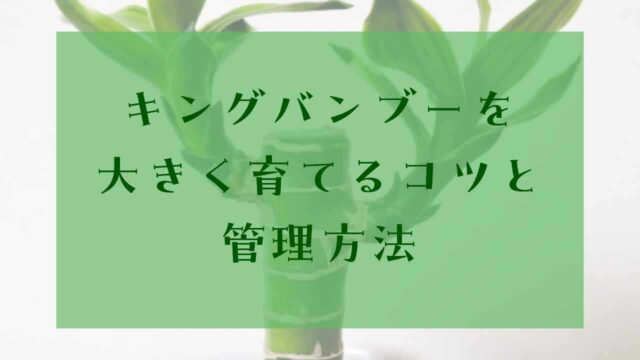 アイキャッチキングバンブー大きく育てる