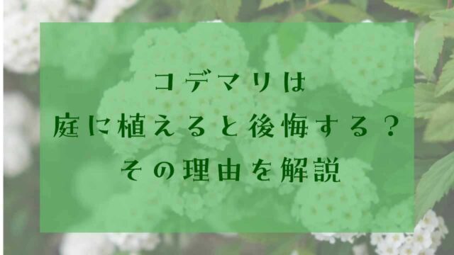 アイキャッチコデマリ植えてはいけない