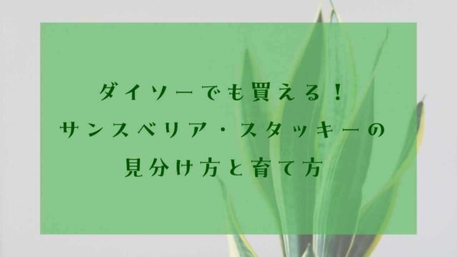 アイキャッチサンスベリアダイソー