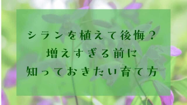 アイキャッチシラン後悔