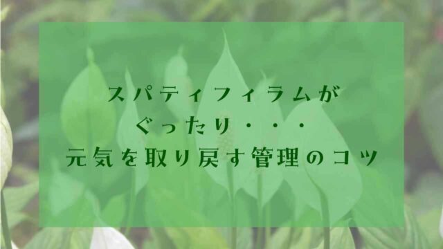 アイキャッチスパティフィラム