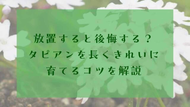 アイキャッチタピアン植えてはいけない