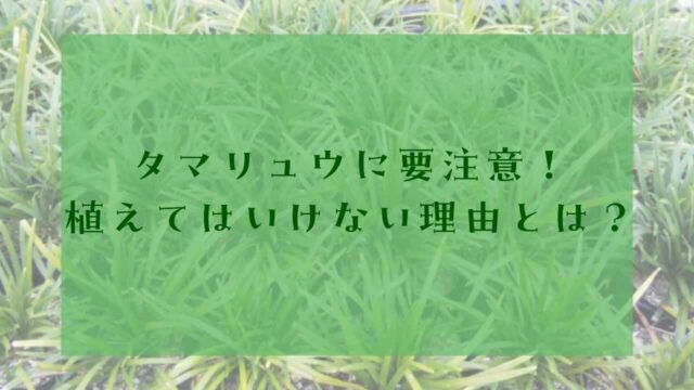 アイキャッチタマリュウ植えてはいけない