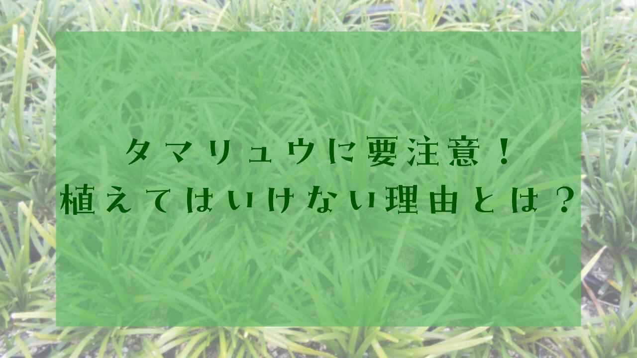 アイキャッチタマリュウ植えてはいけない