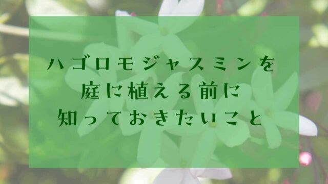 アイキャッチハゴロモジャスミン植えてはいけない