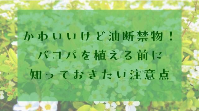 アイキャッチバコパ植えてはいけない
