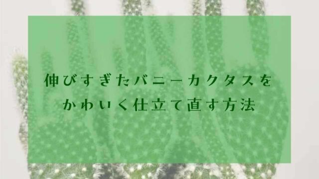 アイキャッチバニーカクタス伸びすぎ