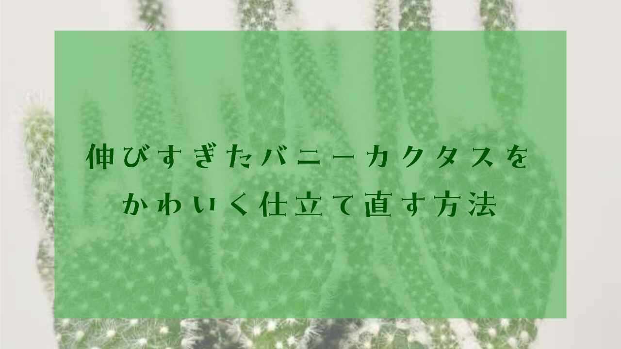 アイキャッチバニーカクタス伸びすぎ