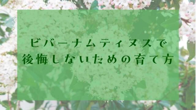 アイキャッチビバーナムティヌス後悔