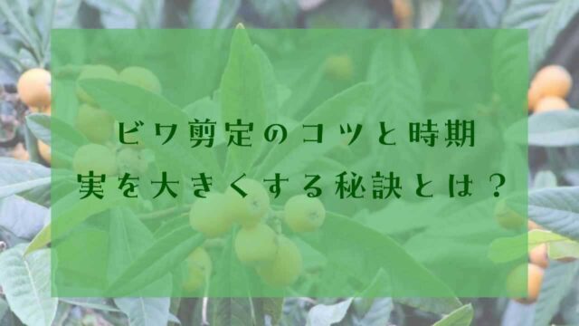 アイキャッチビワ剪定