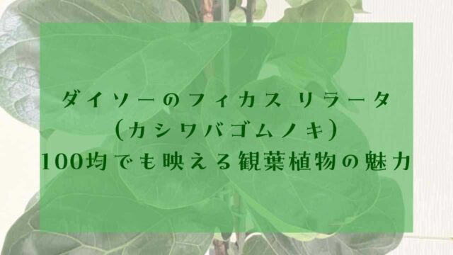 アイキャッチフィカスリラータ100均