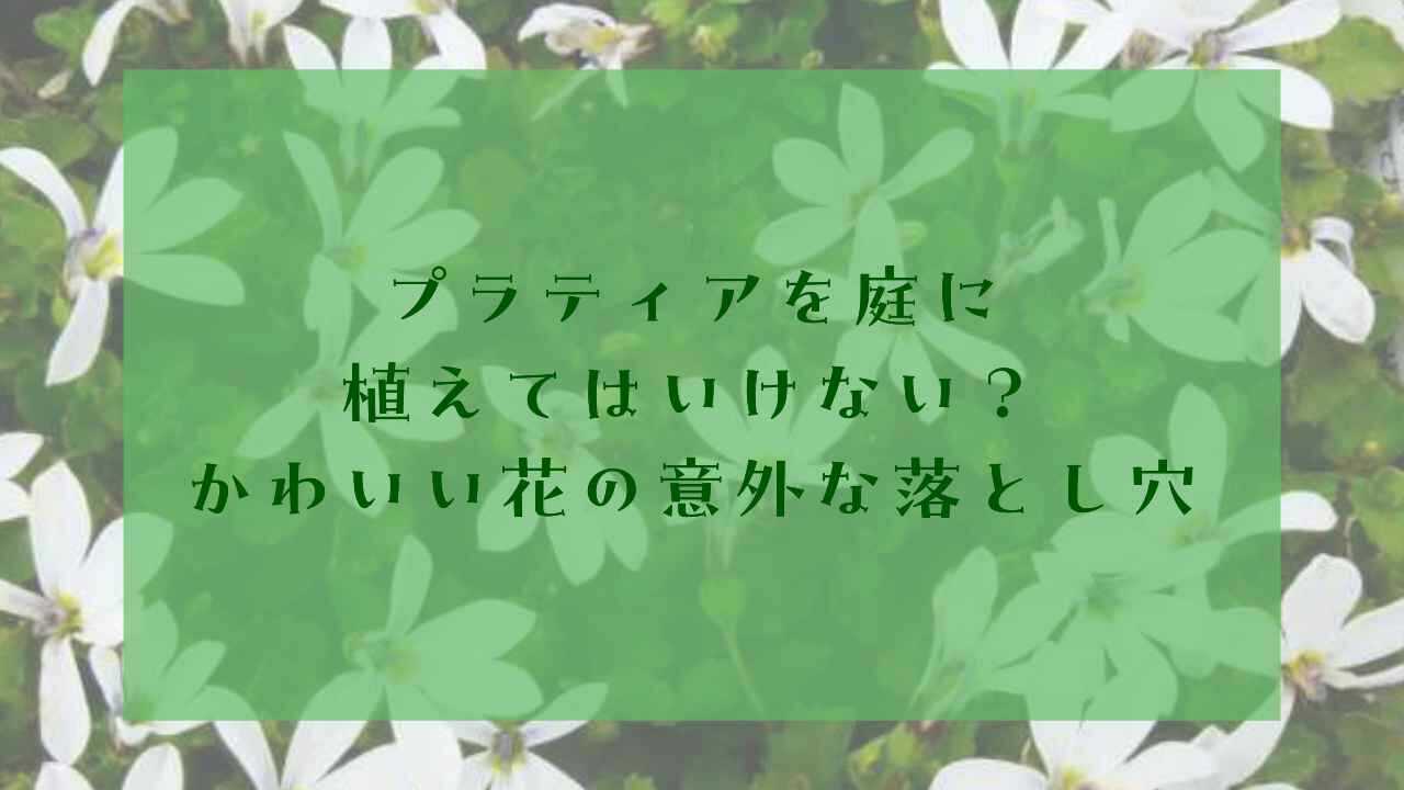 アイキャッチプラティア植えてはいけない