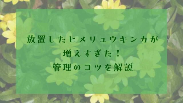 アイキャッチペニーヒメリュウキンカ増えすぎ