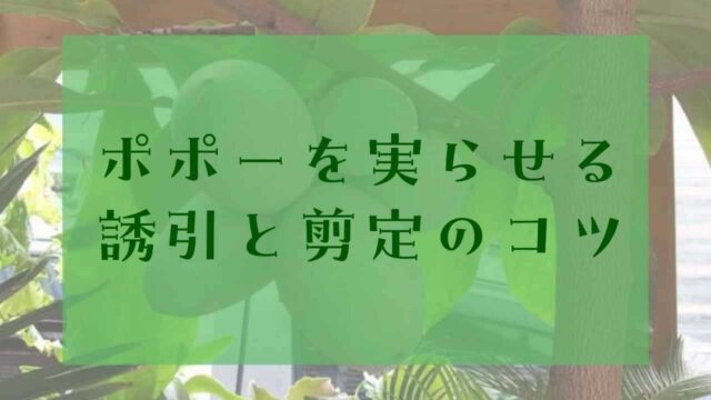 アイキャッチポポー誘引