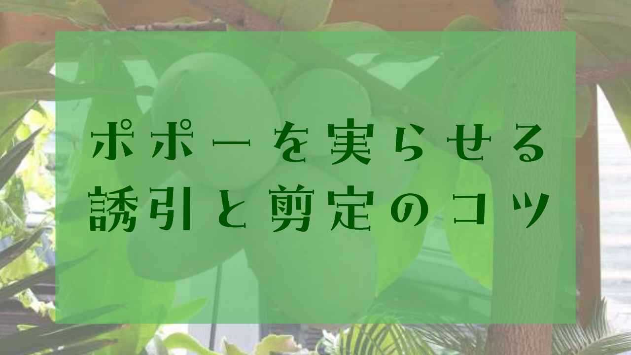 アイキャッチポポー誘引