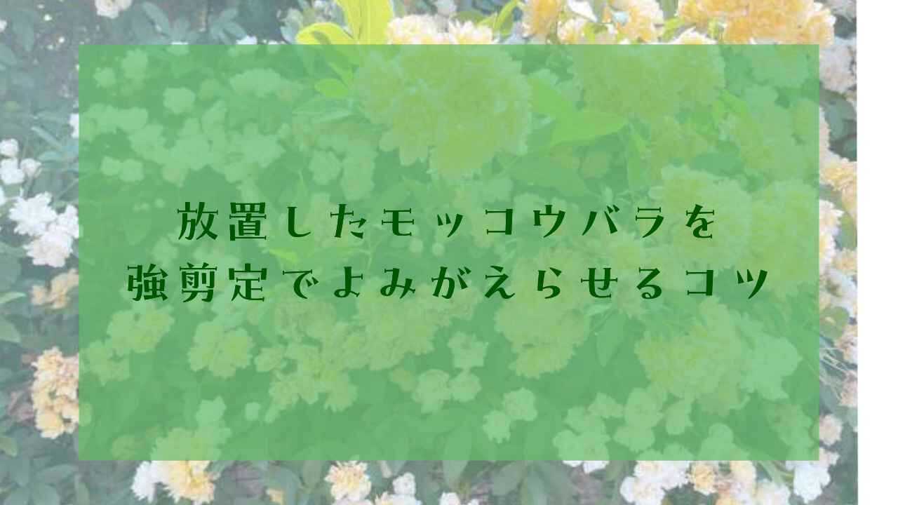 アイキャッチモッコウバラ剪定