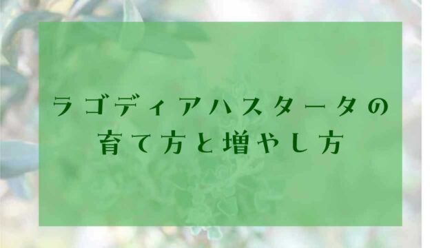 アイキャッチラゴディアハスタータ育て方