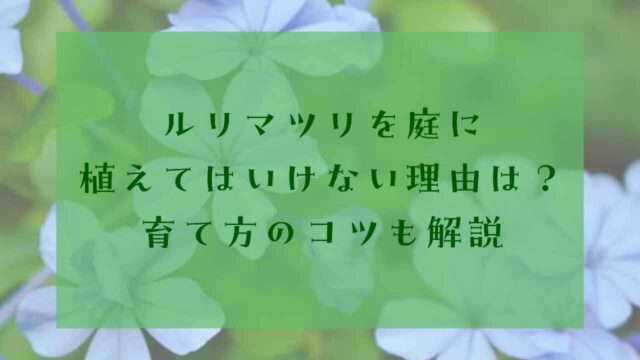アイキャッチルリマツリ植えてはいけない