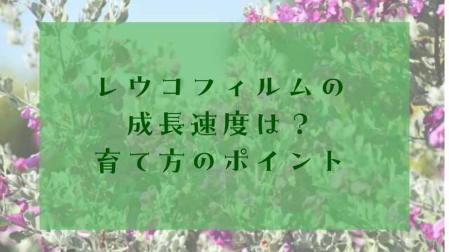 アイキャッチレウコフィルム成長速度