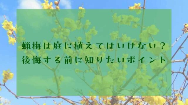 アイキャッチロウバイ植えてはいけない