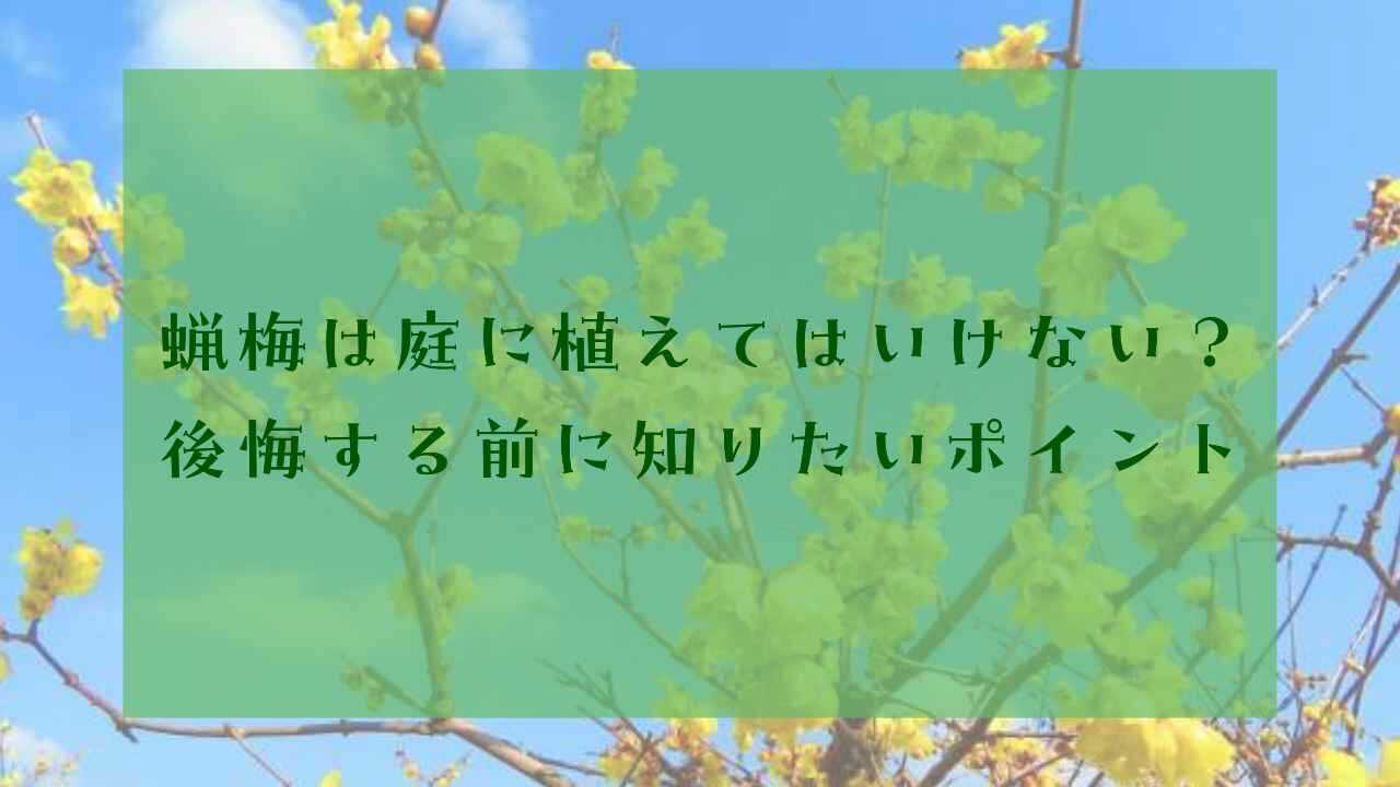 アイキャッチロウバイ植えてはいけない