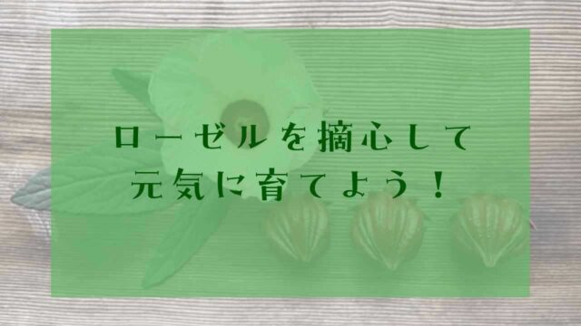 アイキャッチローゼル摘心