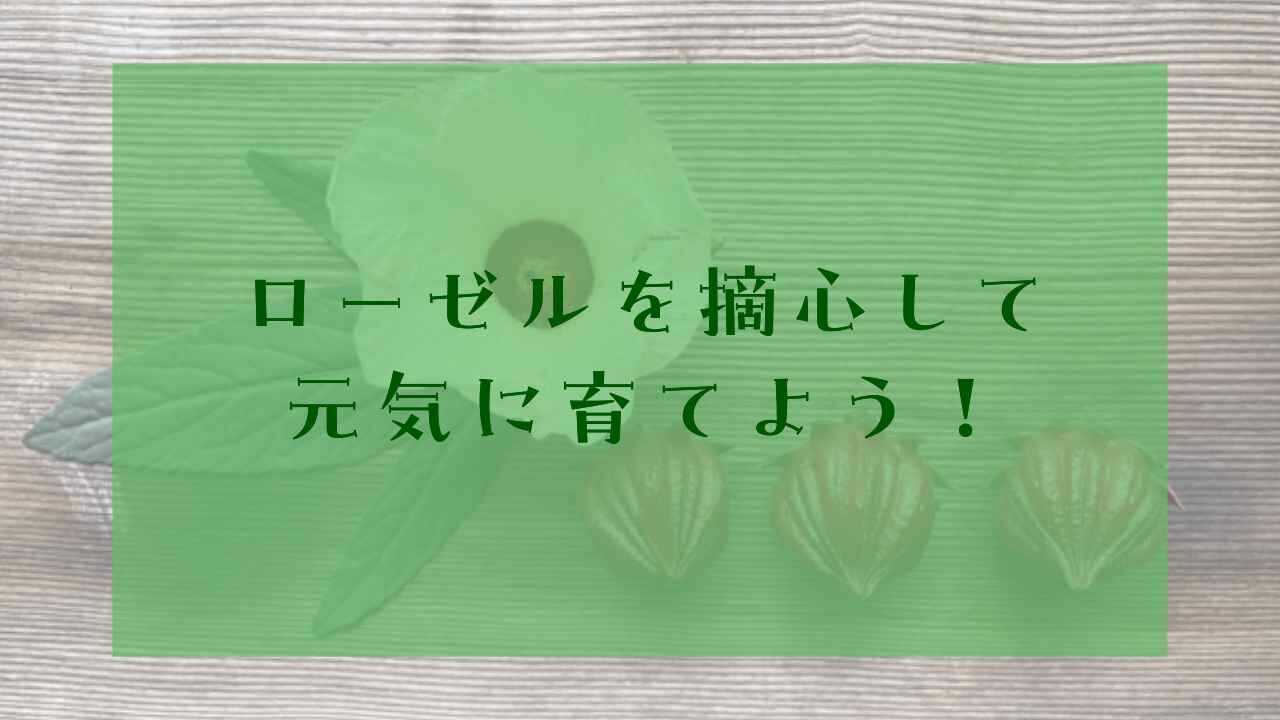 アイキャッチローゼル摘心