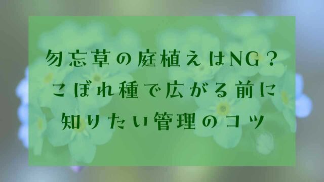 アイキャッチ勿忘草植えてはいけない