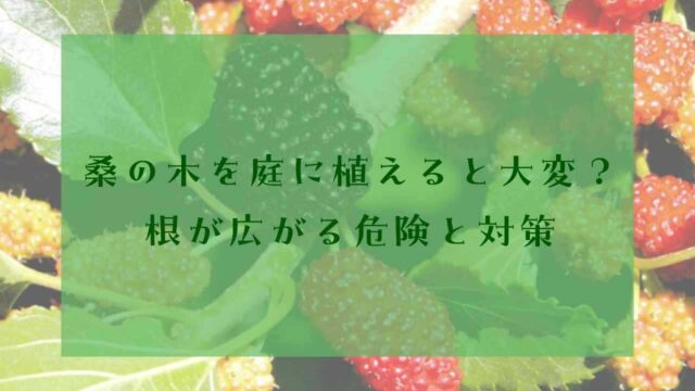 アイキャッチ桑の木植えてはいけない