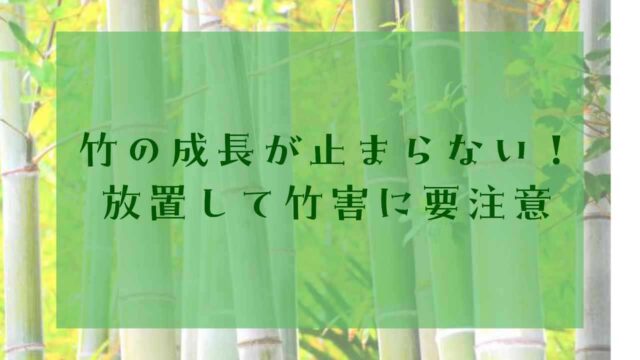 アイキャッチ竹の成長スピード