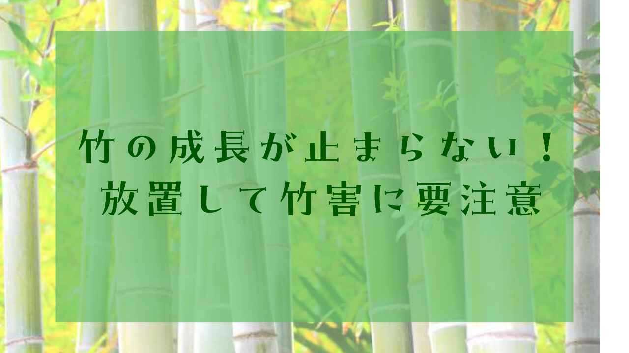 アイキャッチ竹の成長スピード