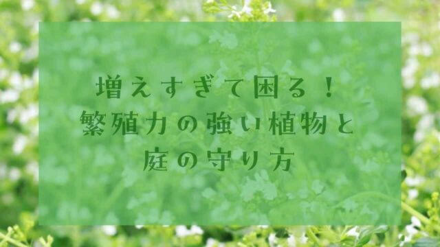 アイキャッチ繁殖力の強い植物