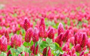 クリムゾンクローバー