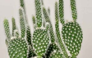 バニーカクタス