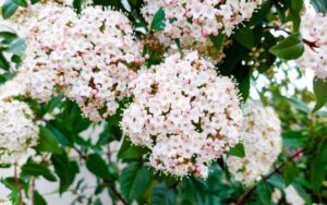 ビバーナムティヌス