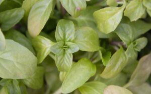 ペニーロイヤルミント