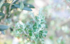 ラゴディアハスタータ