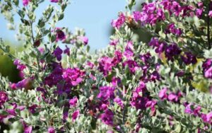 レウコフィルム