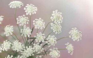 レースフラワー