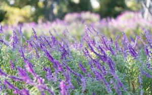 ロシアンセージ