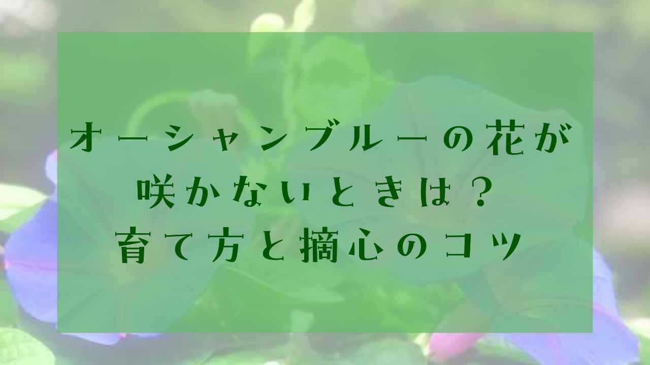 アイキャッチオーシャンブルーの育て方