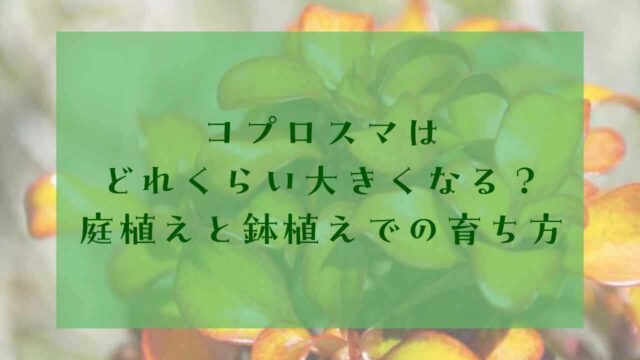 アイキャッチコプロスマ大きくなる