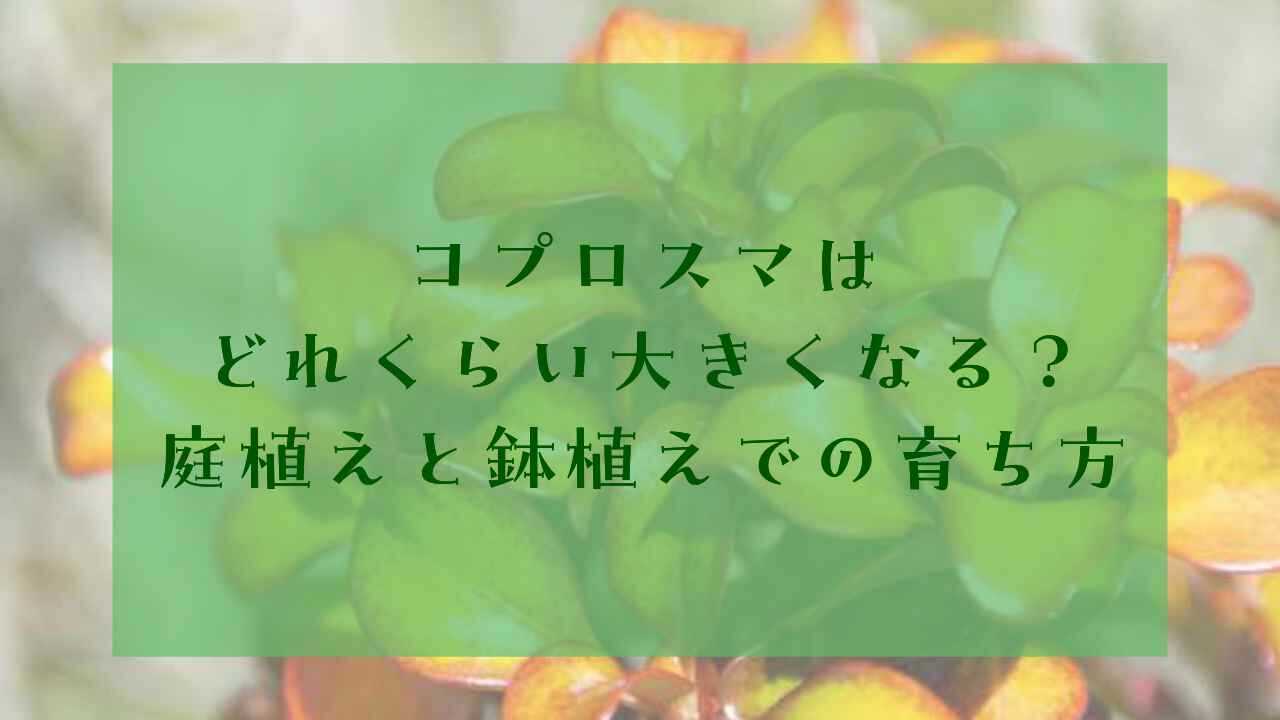 アイキャッチコプロスマ大きくなる
