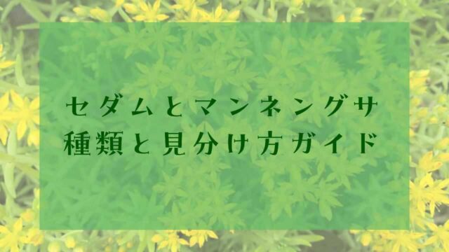 アイキャッチセダムとマンネングサ