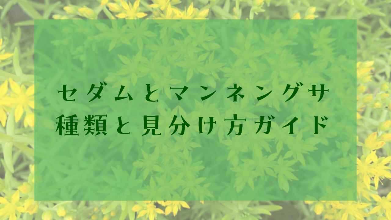 アイキャッチセダムとマンネングサ