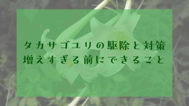 アイキャッチタカサゴユリ駆除