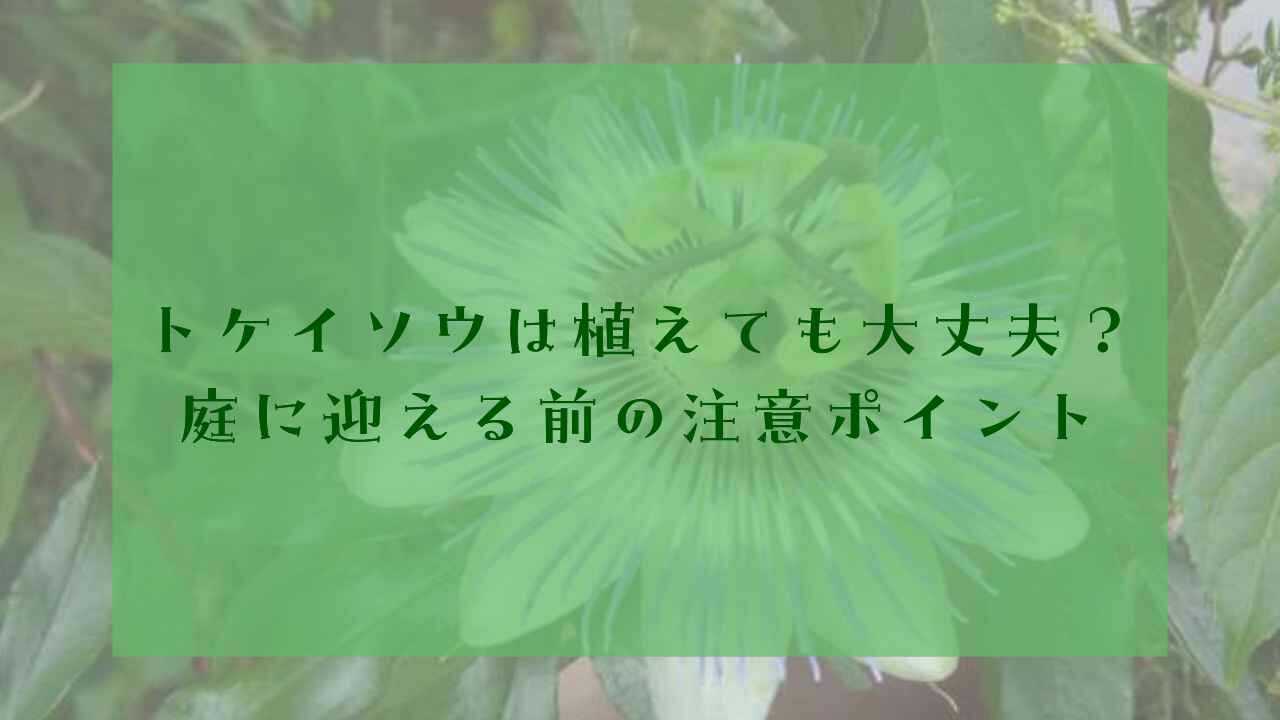 アイキャッチトケイソウ