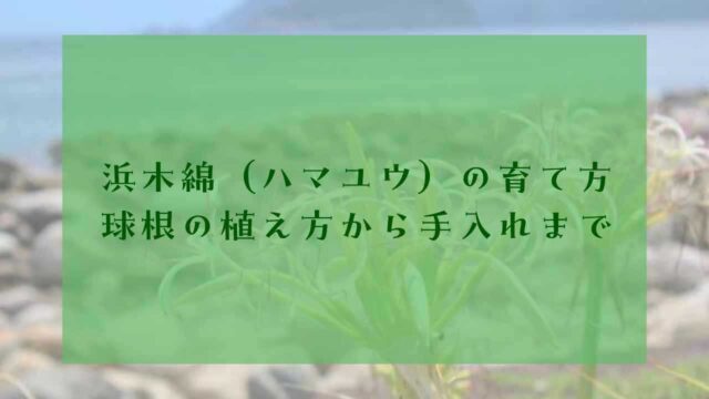アイキャッチハマユウの育て方