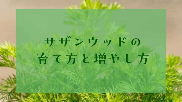 アイキャッチサザンウッド育て方