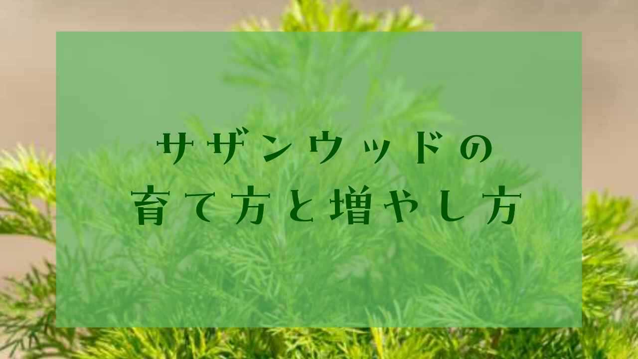 アイキャッチサザンウッド育て方